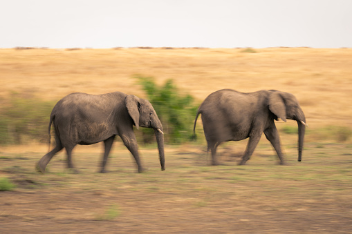 Slow pan of two elephants crossing savannah