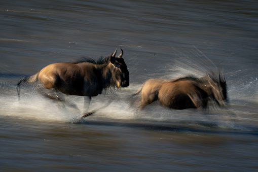 Slow pan of two wildebeest traversing stream