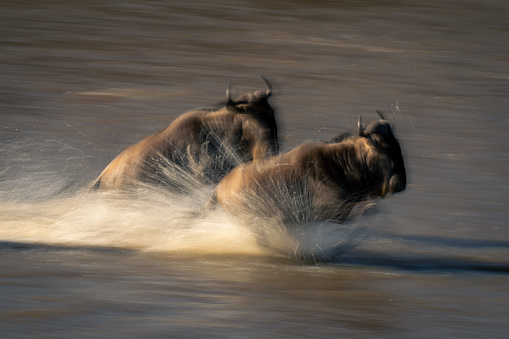 Slow pan of two wildebeest traversing shallows