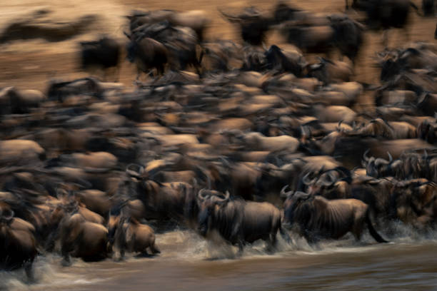 istock Slow pan of wildebeest crossing Mara river 2086028159