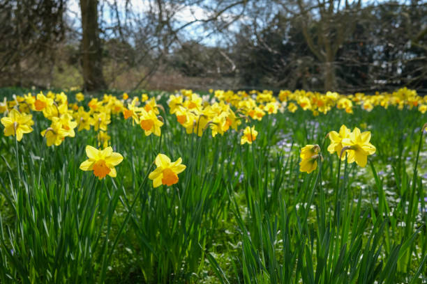 istock Field of yellow daffodils in England 2086028691