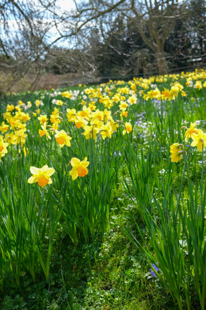 istock Field of yellow spring daffodils in England 2086029204