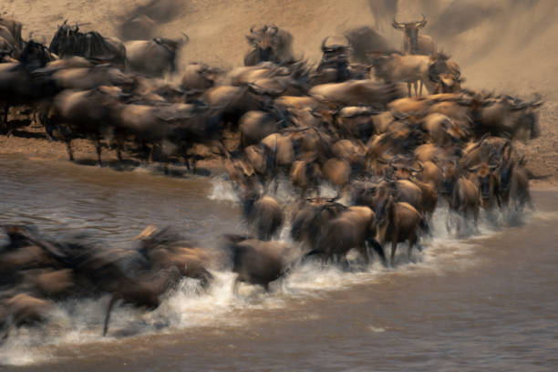 istock Slow pan of wildebeest galloping across Mara 2086030284