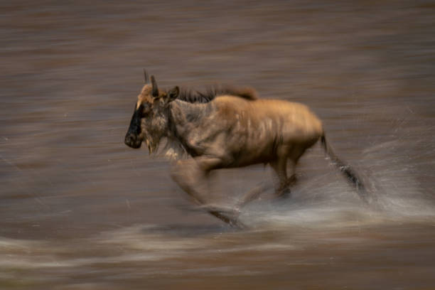 istock Slow pan of wildebeest foal crossing river 2086030285