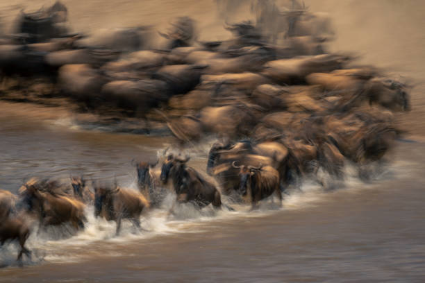 istock Slow pan of wildebeest galloping across river 2086030294
