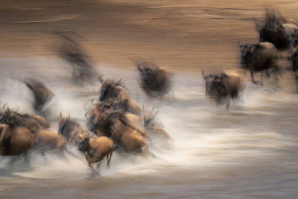 istock Slow pan of wildebeest galloping across water 2086031831