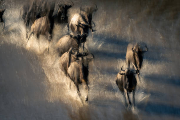 istock Slow pan of wildebeest galloping through river 2086031979