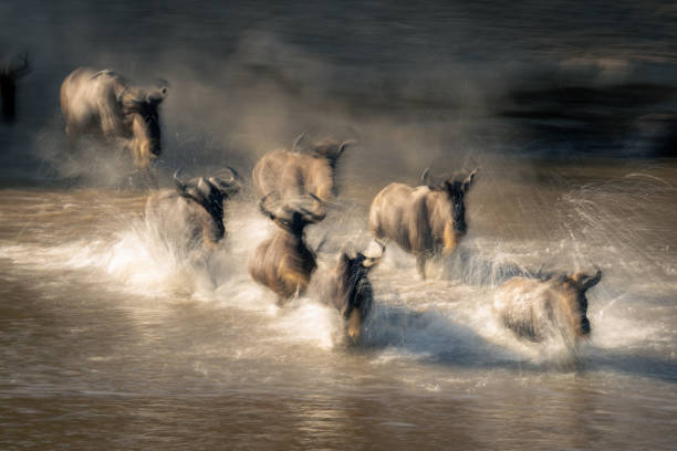 istock Slow pan of wildebeest galloping through water 2086032872