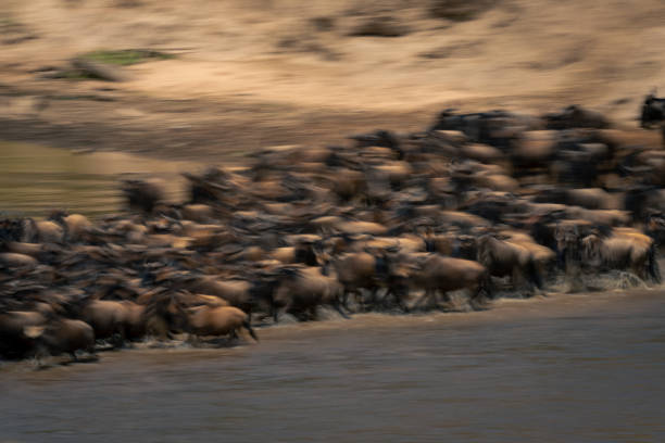 istock Slow pan of wildebeest herd crossing stream 2086032890