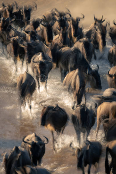 istock Slow pan of wildebeest rushing through river 2086035530