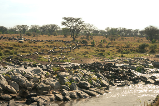 Slow pan of wildebeest traversing rocky Mara
