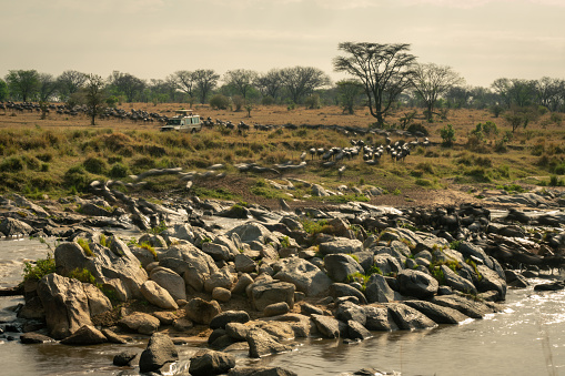 Slow pan of wildebeest traversing rocky river