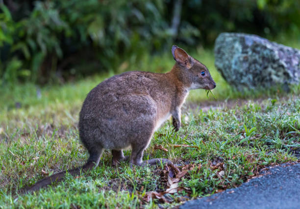 Wallaby Eating Grass next to the Road, Queensland, Australia Wallaby Eating Grass next to the Road, Queensland, Australia. bush land natural phenomenon environmental conservation stone stock pictures, royalty-free photos & images