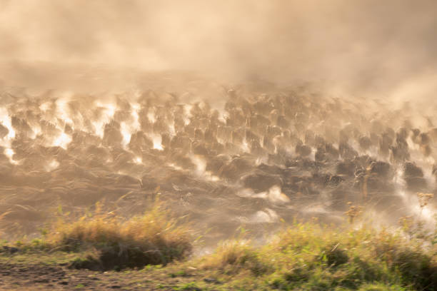 istock Slow pan of wildebeest rushing across water 2086040238