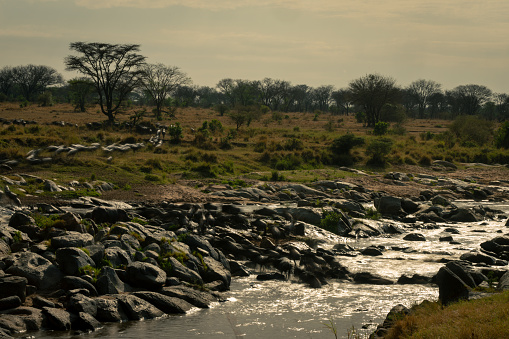 Slow pan of wildebeest traversing rocky stream
