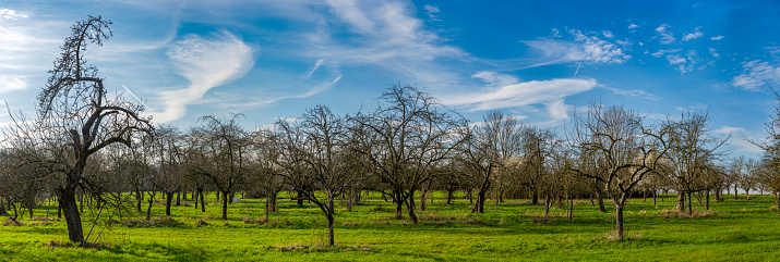 Panoramic photo of leafless apple trees in a meadow orchard in spring in the slanting light of the evening or morning sun with light, hazy clouds
