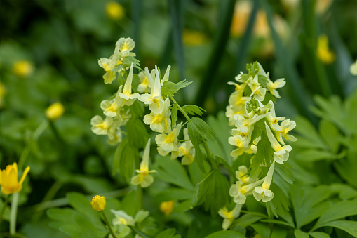 Corydalis Lutea, Delicate yellow tubular flowers with lacy foliage. High quality photo