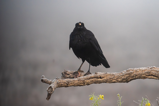 Beautiful portrait of black crow perched on the trunk or branch of a tree in a landscape full of mist and fog in Spain, Europe