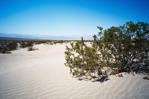 Sand dunes in Death Valley National Park