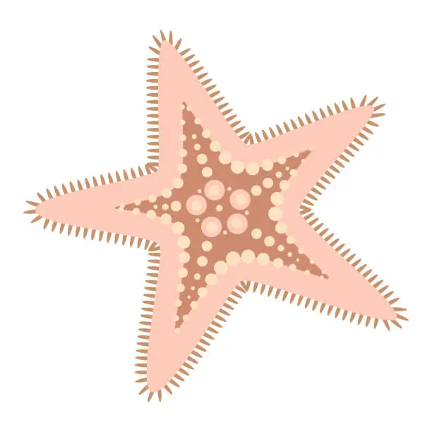 Vector illustration of Pink Starfish flat icon. Sea animal cartoon style. Echinoderm.