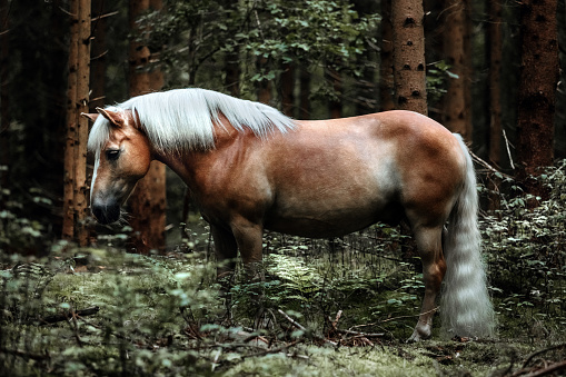 The horse breed from the alps called Haflinger Horse is known for its good temper and healthy body. The horse is shown in a forest environment