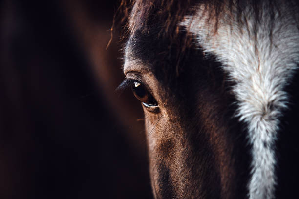 istock Horse eye close up 2086083030