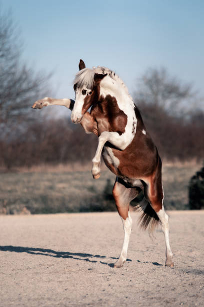 istock Piebald Horse foal rearing up 2086083032
