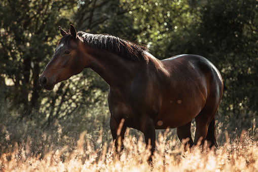 A beautiful bay colored warmblood in high gras on a summer day, captured in a equine portrait shot.