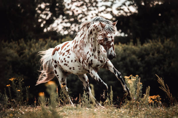 istock Dotted horse stallion running free on the field 2086092616