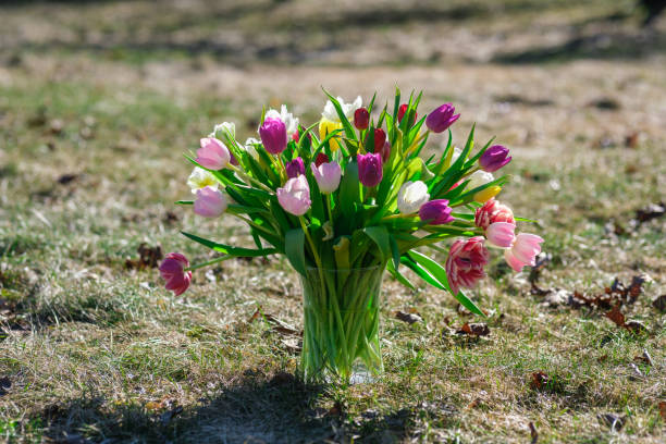 istock Tulip Tango: Bathed in Sunlight, Alive with Color, Tulpes, Tulipa 2086093691