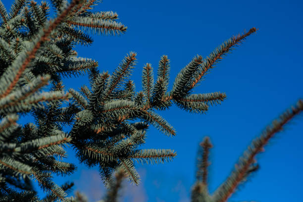 A single fir branch extends gracefully against the backdrop of a clear blue sky, its verdant needles adding a touch of vibrant green to the serene canvas