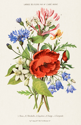 Bouquet of Flowers. Vintage Botanical Art. Circa 1850