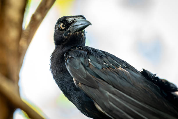 istock a bird that is standing in a tree trunk looking at the camera 2086127596