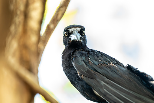 A black bird perches on a tree branch