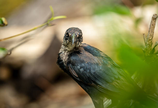 istock small bird perched on the branch of a tree with leaves 2086128106