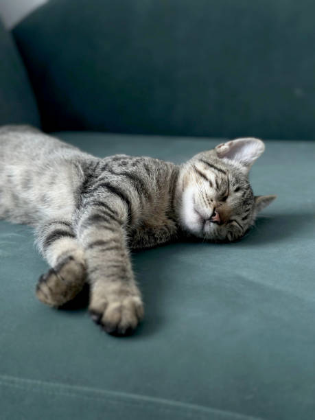 istock Serene cat with tabby fur sleeps peacefully on a green sofa, representing tranquility. 2086128110
