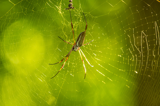 Two spiders on a web, one hanging from the other