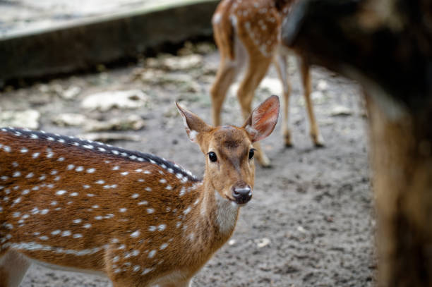 istock Close up picture Spotted deer, A deer in a zoo 2086130761