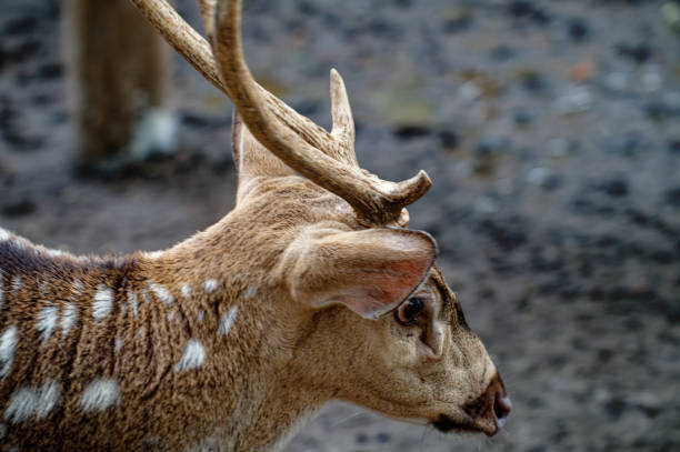 A deer or true deer is a hoofed ruminant ungulate of the family Cervidae. It is divided into subfamilies Cervinae and Capreolinae. Male deer of almost all species, as well as female reindeer, grow and shed new antlers each year.