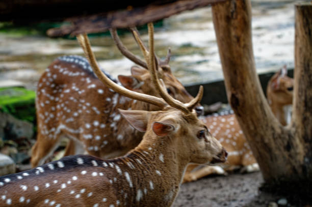 A deer or true deer is a hoofed ruminant ungulate of the family Cervidae. It is divided into subfamilies Cervinae and Capreolinae. Male deer of almost all species, as well as female reindeer, grow and shed new antlers each year.