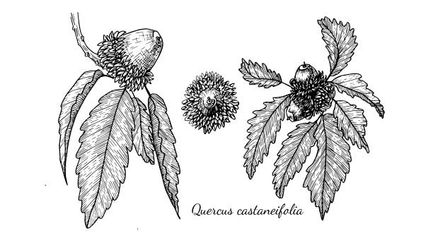 illustrations, cliparts, dessins animés et icônes de branches de quercus castaneifolia chênes à feuilles caduques de l’espèce avec glands et feuilles, plantes médicinales de la forêt, illustration en noir et blanc de chêne dans un style de croquis linéaire, dessin à la main. - autumn branch leaf backgrounds