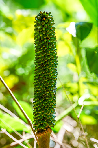 Close-up of konjac rhizome grown outdoors