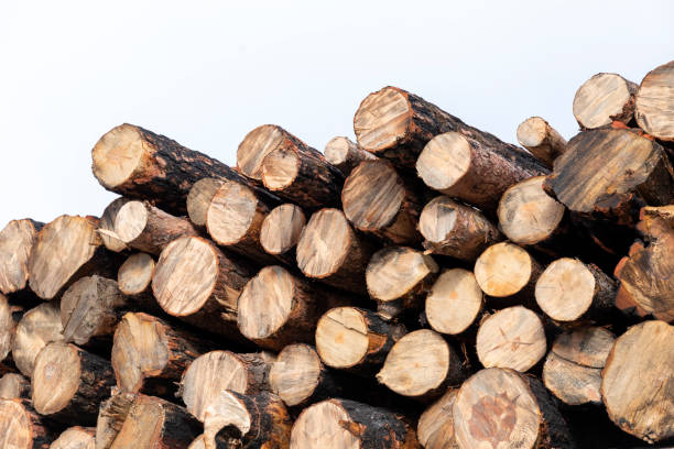 istock Stacked tree trunks, on a white background. stock photo 2086158258