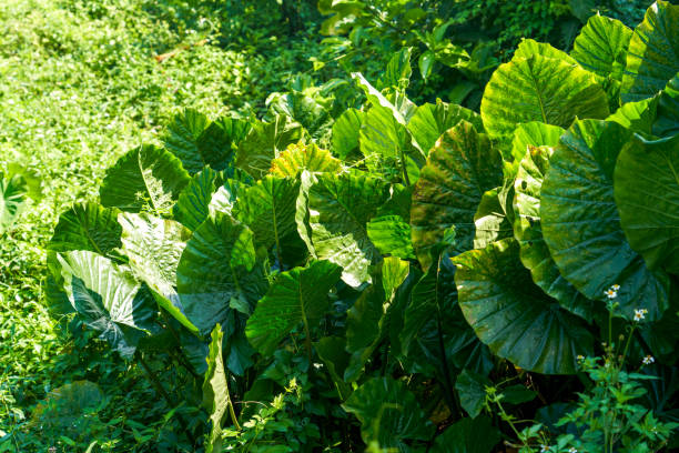istock Plants growing in rural fields outdoors 2086161973