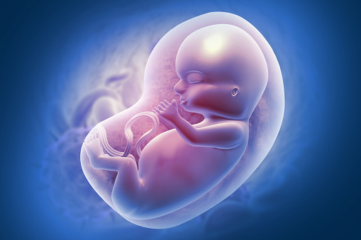 fetus inside the womb. 3d illustration