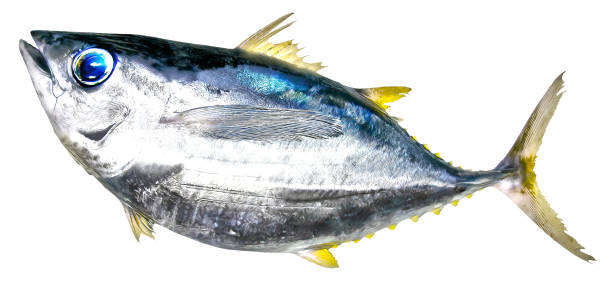 chubby fat looking blue fin tuna characterized retouched image art on a cutout white background. - tuna tuna steak raw bluefin tuna stock illustrations