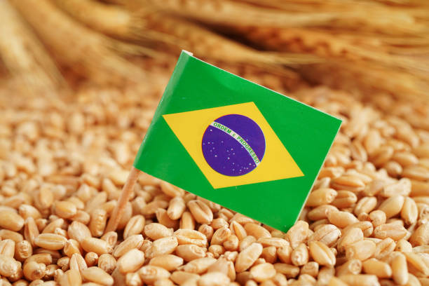 Brazil flag on grain wheat, trade export and economy concept.