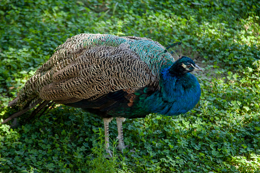 Side view of beautiful female peacock bird