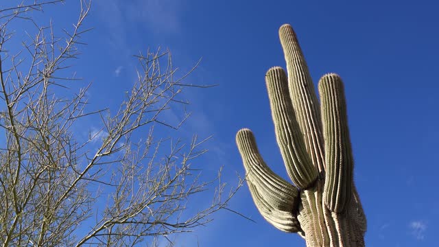 Arizona cacti.  A view looking up a Saguaro cactus (Carnegiea gigantea) from its base.