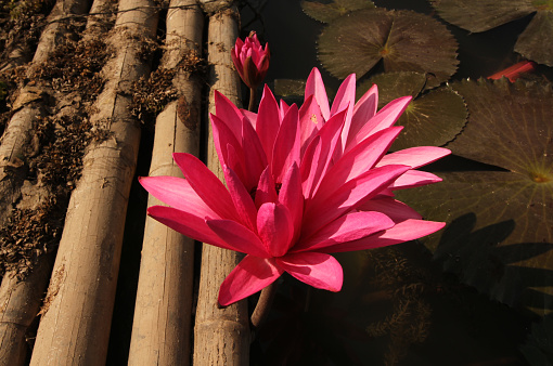 Beautiful Pink waterlilly in the pond